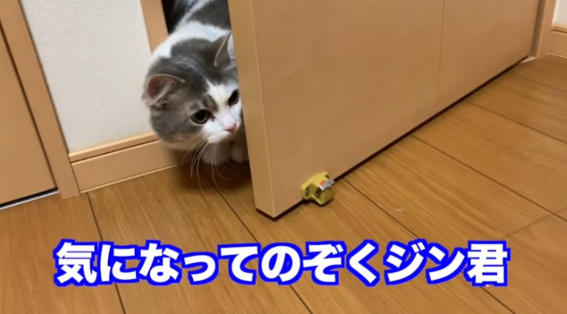 子猫をみているぶち猫