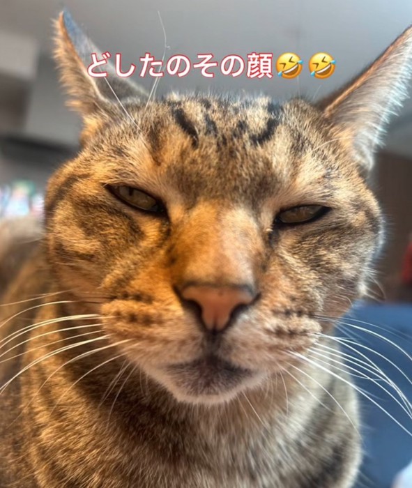 不思議な表情の猫