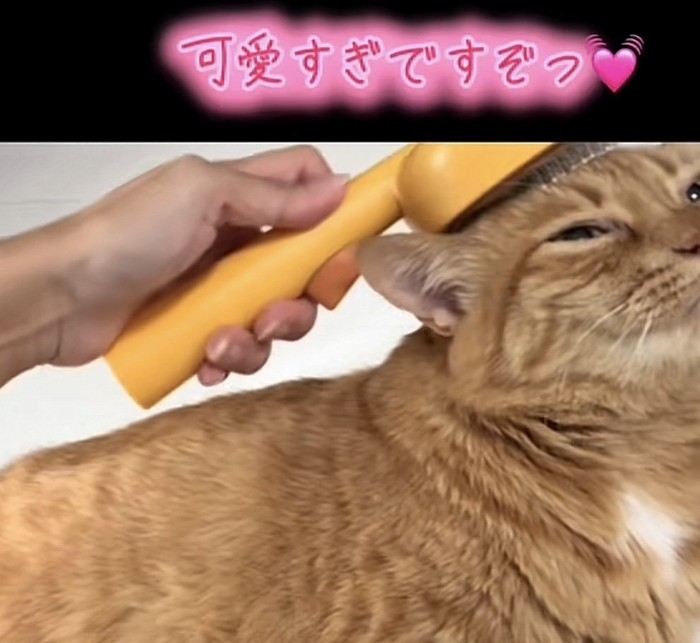 「可愛すぎですぞっ」のテロップ写真