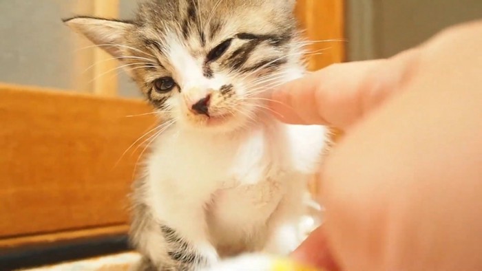 目を細める子猫