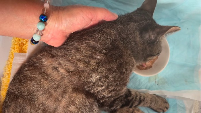 下を向いてごはんを食べる猫