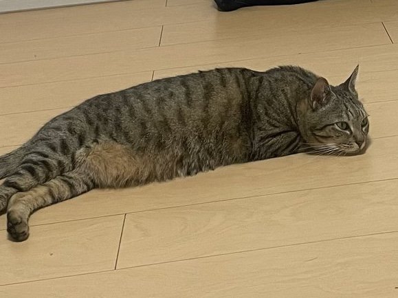 床で寝そべっているキジトラ猫