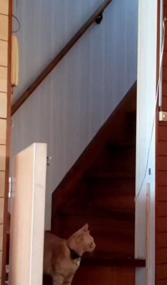 階段にいる猫