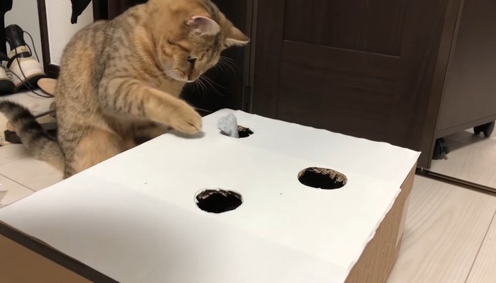 ネズミを触ろうと