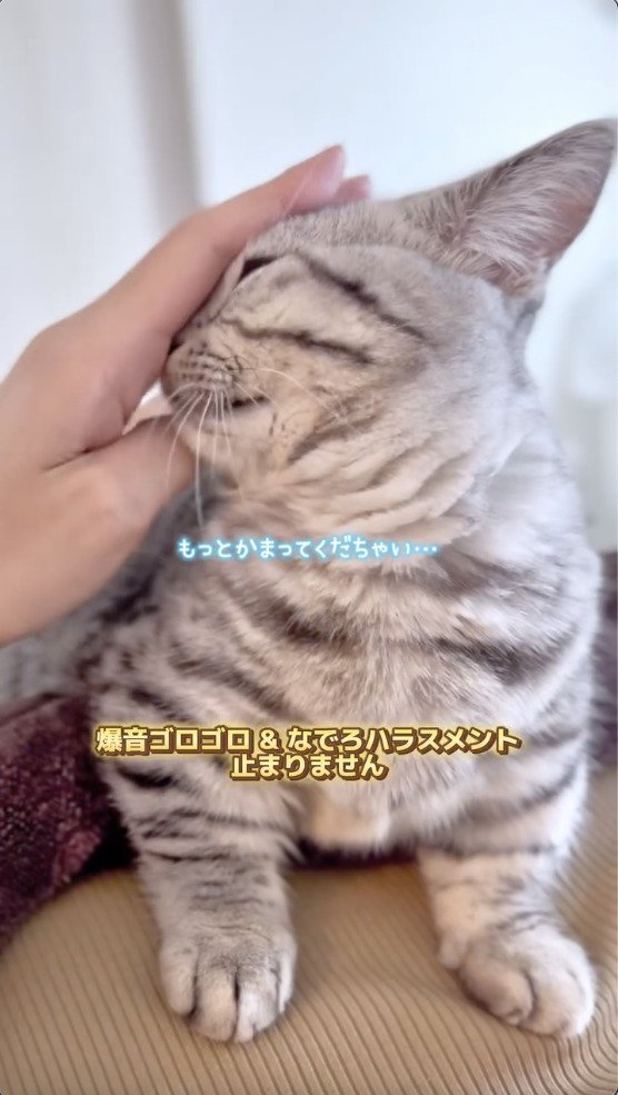 お客さんに撫でてもらう猫