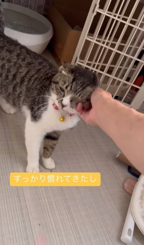 保護主に撫でられている猫