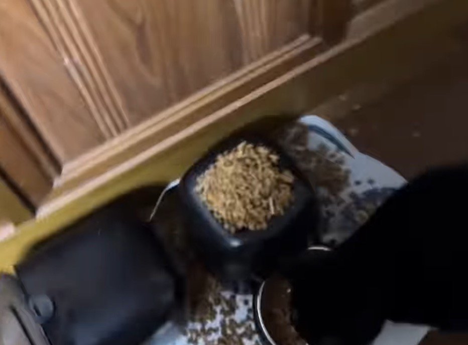 落ちているごはんに視線を戻すハチワレ猫