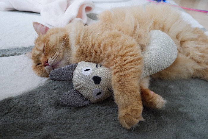 蹴りぐるみを抱く猫