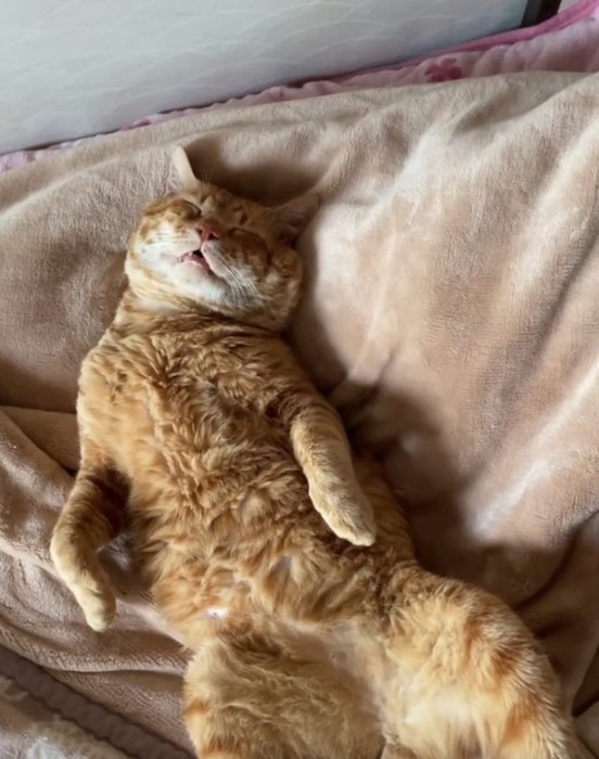 人みたいな寝方をする猫