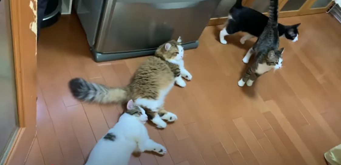 床に横になっている2匹の猫