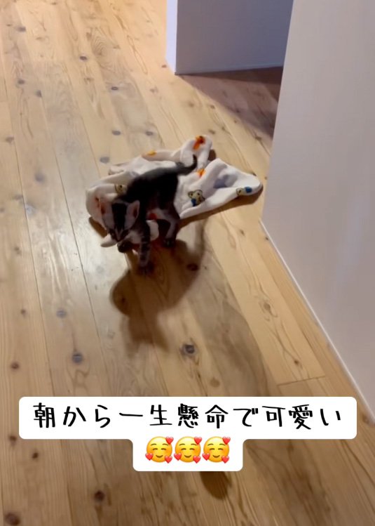引きずる猫