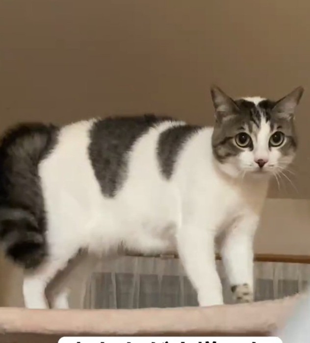 何かを見つめる猫