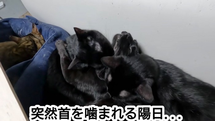 噛まれる猫