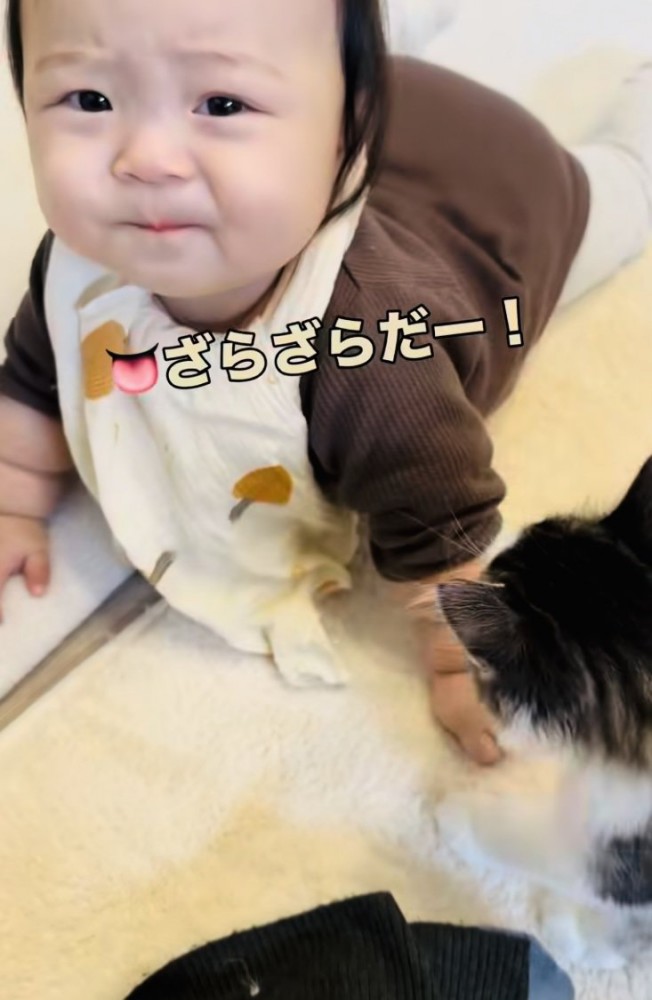 子猫に頬を舐められ顔をしかめる赤ちゃん