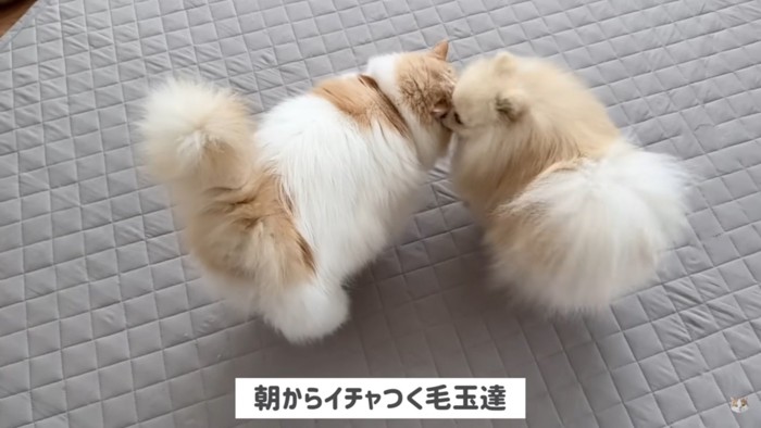 顔を寄せ合う猫と犬