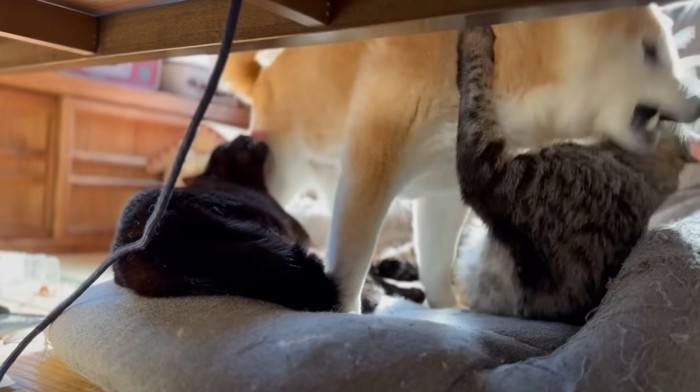 猫とプロレスする柴犬