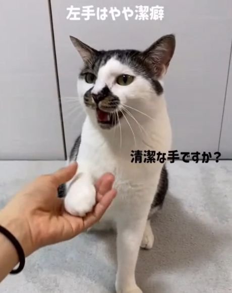 右前足を人の手に乗せる猫