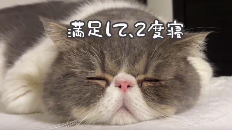 寝ている猫