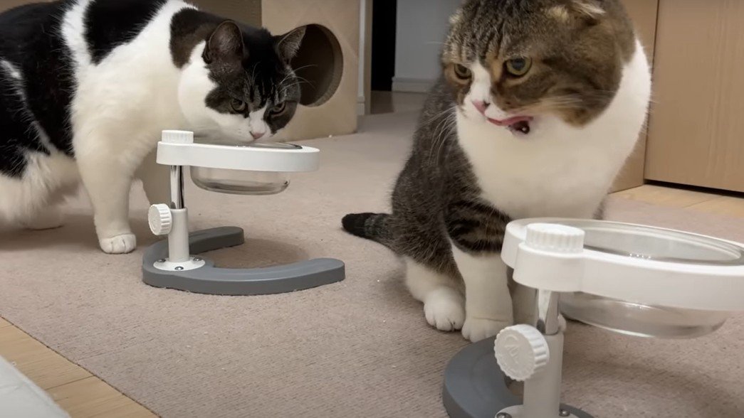 食事中の2匹の猫