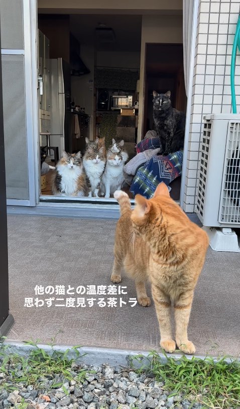 室内にいる猫たちを振り返っている茶トラと見つめる猫たち(ヒキ)