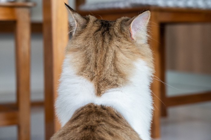 背を向け、耳だけこちらに向けている猫の後ろ姿