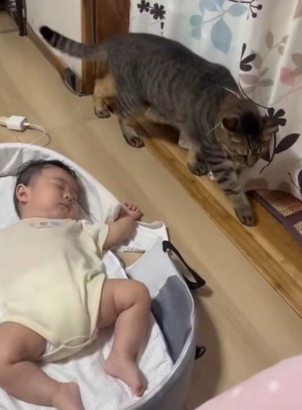 寝ている赤ちゃんと猫