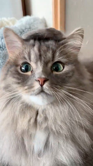 帽子をかぶって飼い主を見つめる猫