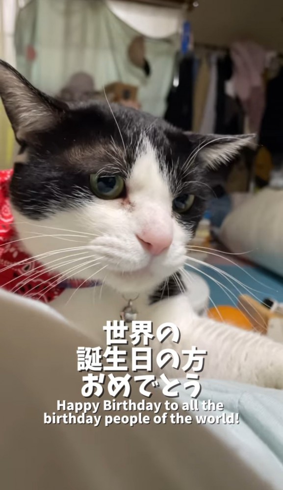 赤いバンダナを巻いた猫