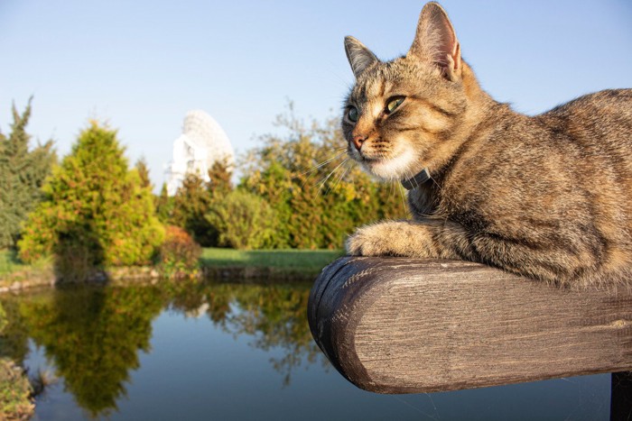 天文台の敷地にたたずむ猫