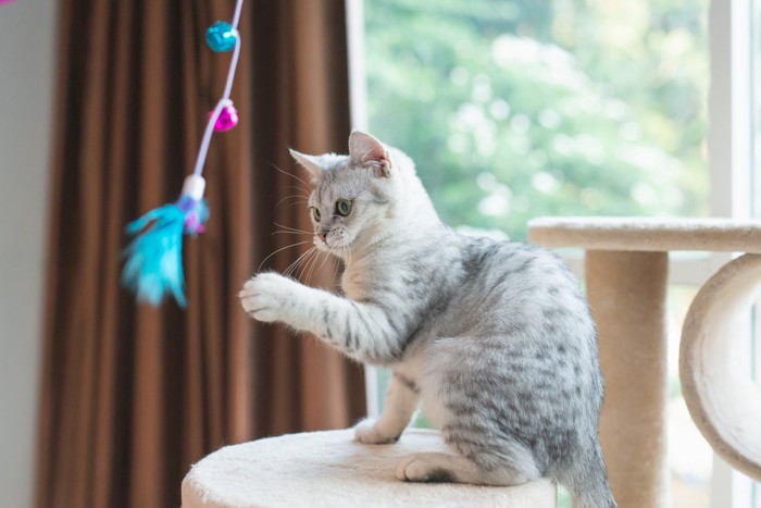 青い猫じゃらしで遊ぶ猫