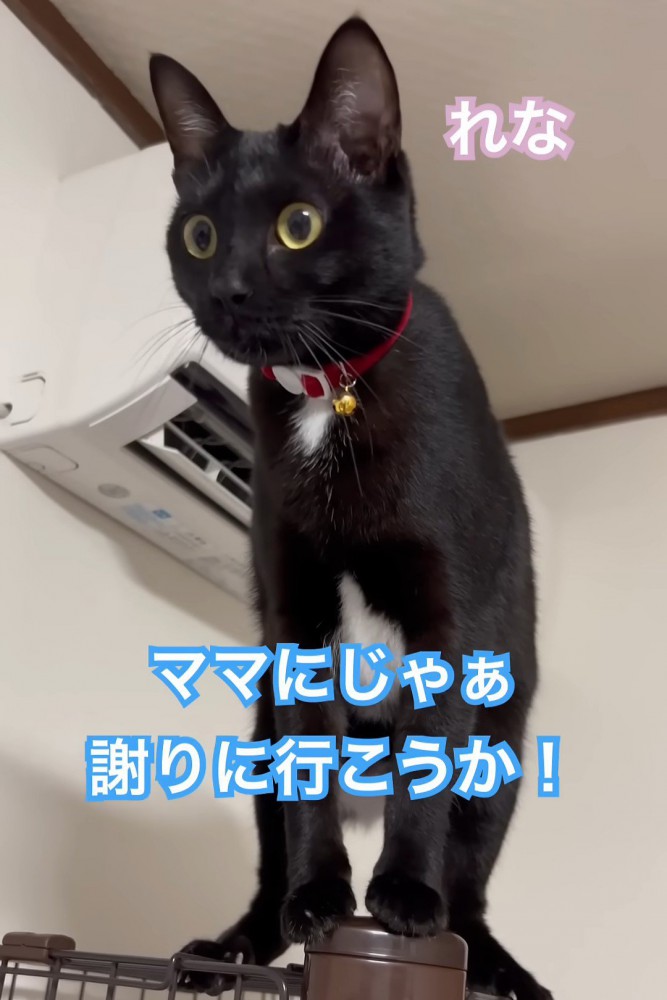 「誤りに行こうか」と聞かれる猫