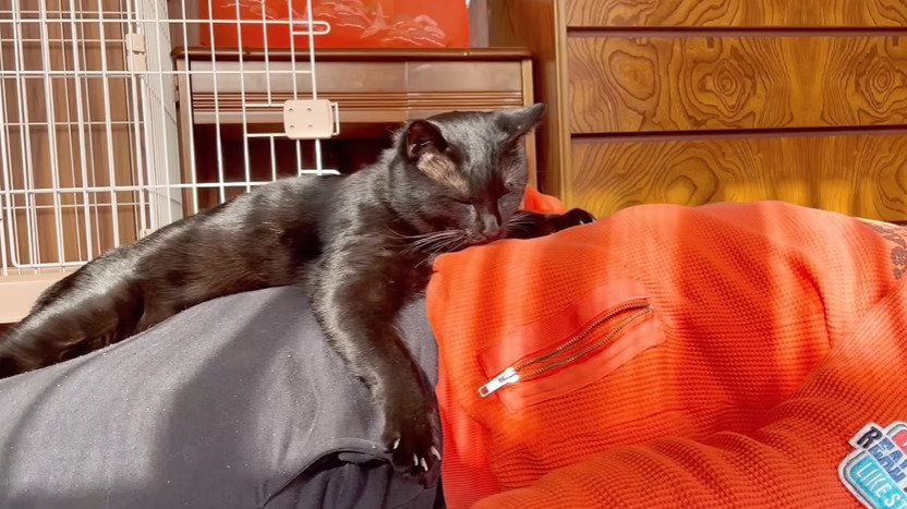 お腹の上で寝る黒猫