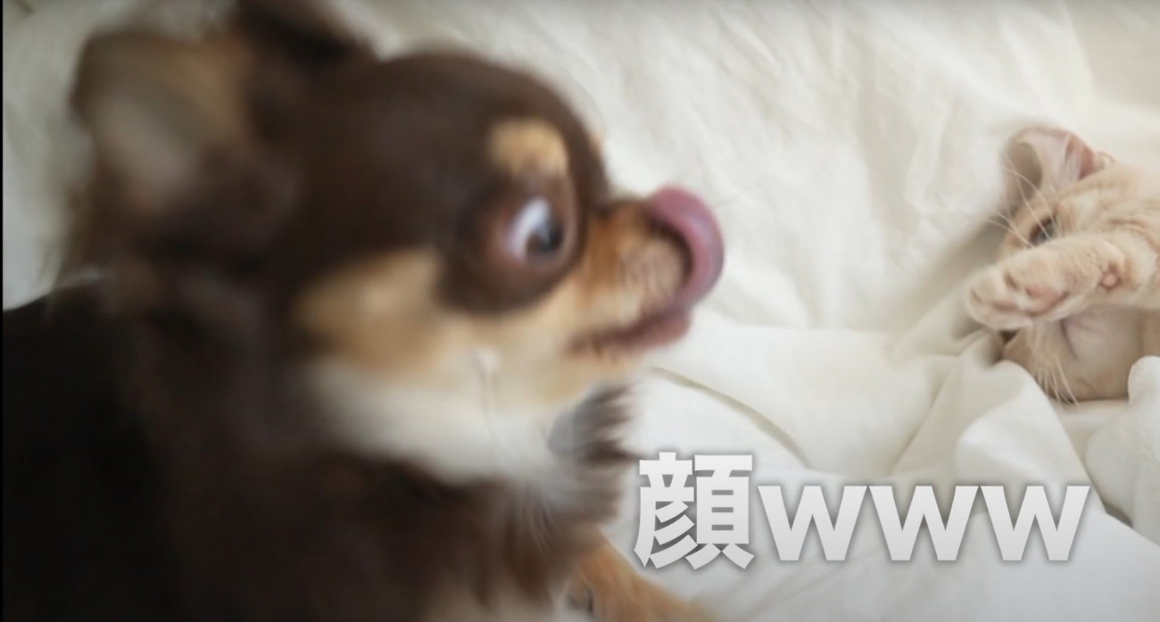 驚く犬