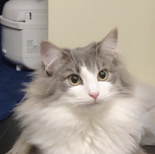 冬毛の直哉くん