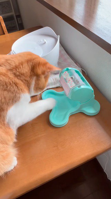おやつが出てくるおもちゃで遊ぶ猫