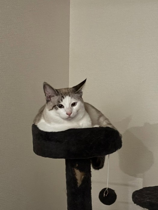 キャットタワーに座る猫