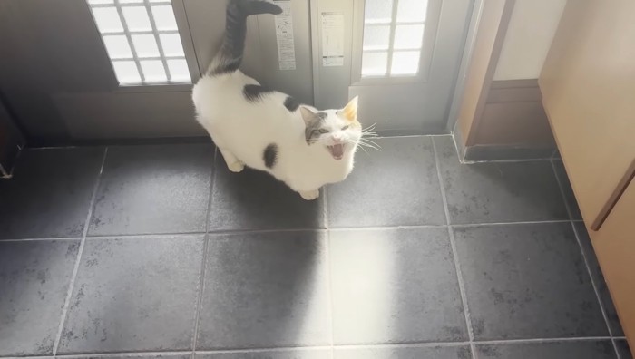 鳴き声を開けて