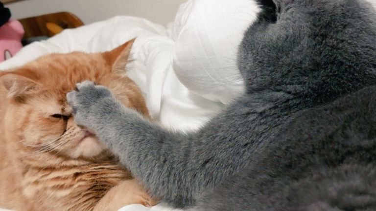 ケンカする猫たち