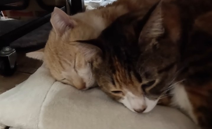 寄り添って眠る2匹の猫