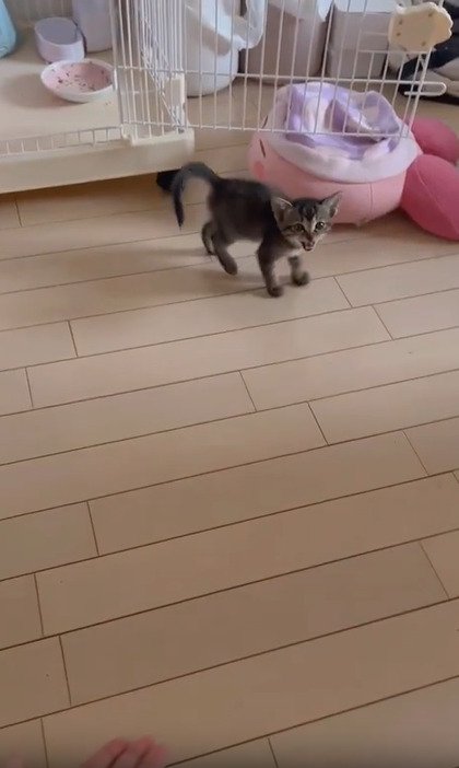 鳴く子猫