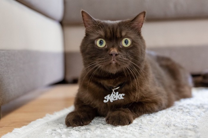 ネームタグをつけた猫