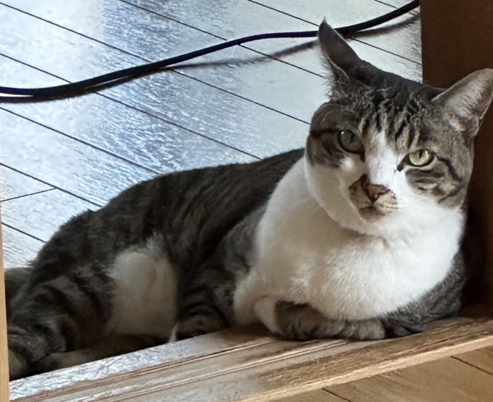 横になる猫