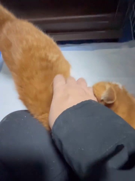 人の足にスリスリする猫