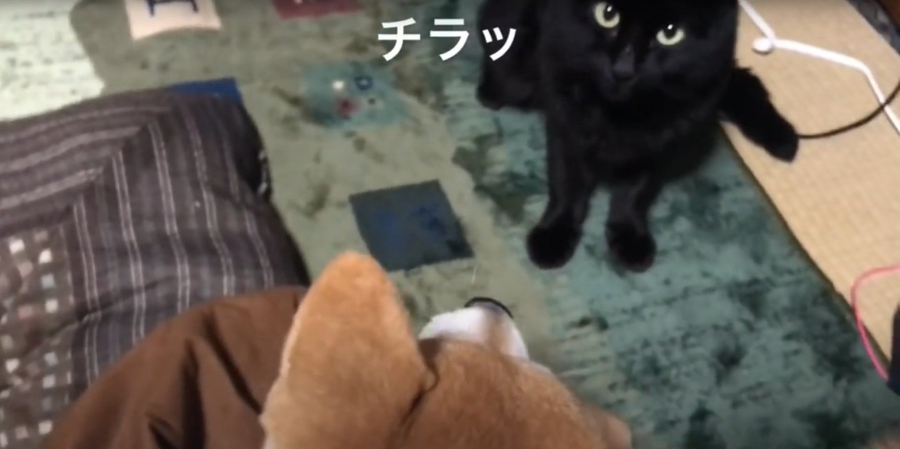 チラ見する天くん