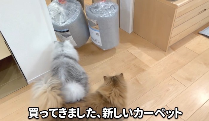 猫と新品