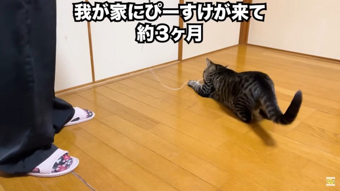 ねこじゃらしで遊ぶぴーすけくん