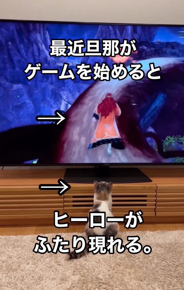 テレビの前に居座る猫