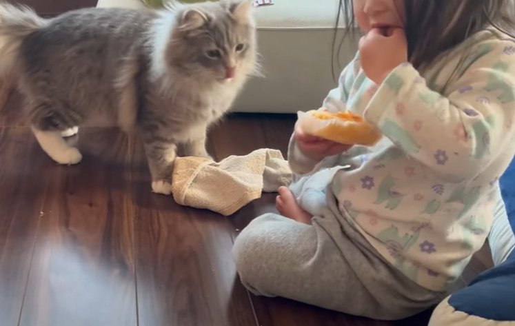 パンを食べる子供とその手元を見る猫