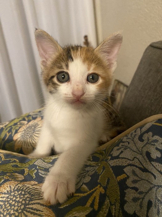 カメラ目線の子猫