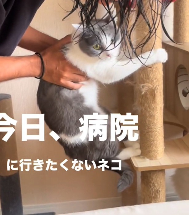 飼い主さんを見つめる猫
